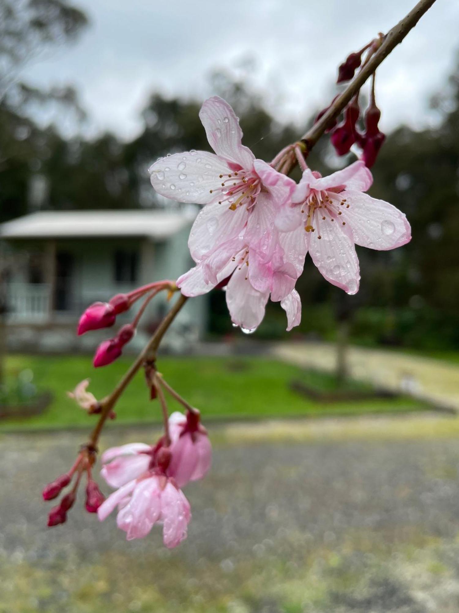 Tindoona Cottages Foster Exterior photo